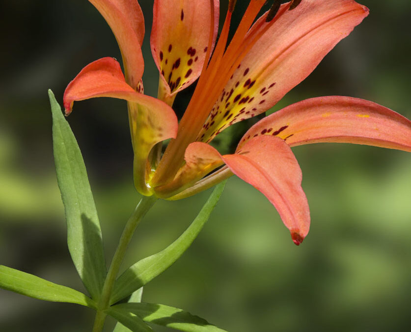 3rd-plant-Ogle_WoodLily-Lilium-philadelphicum