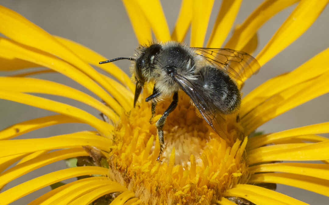 2020 Photo Contest, 3rd Place, Plants & Wildlife Category