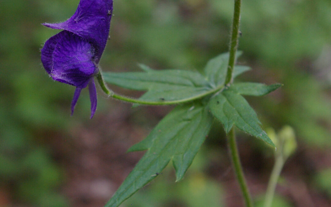 Columbian Monkshood (Aconitum columbianum)