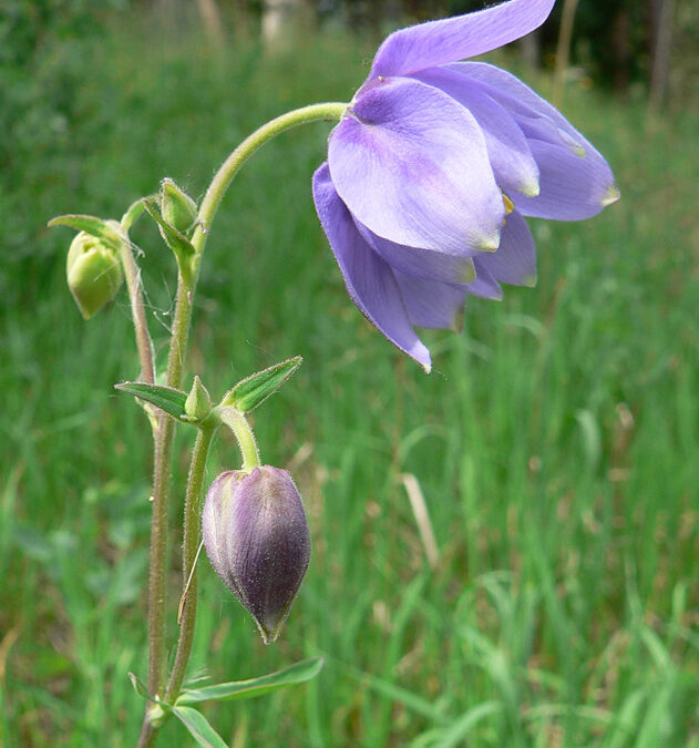 Aquilegia coerulea ssp forma daileyae