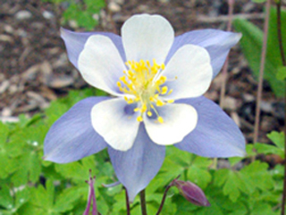 Aquilegia coerulea