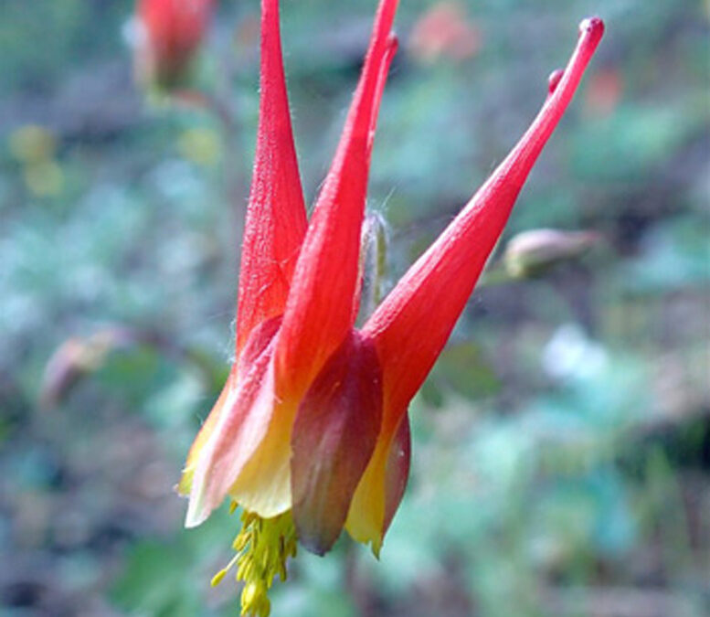 Western Red Columbine (Aquilegia elegantula)