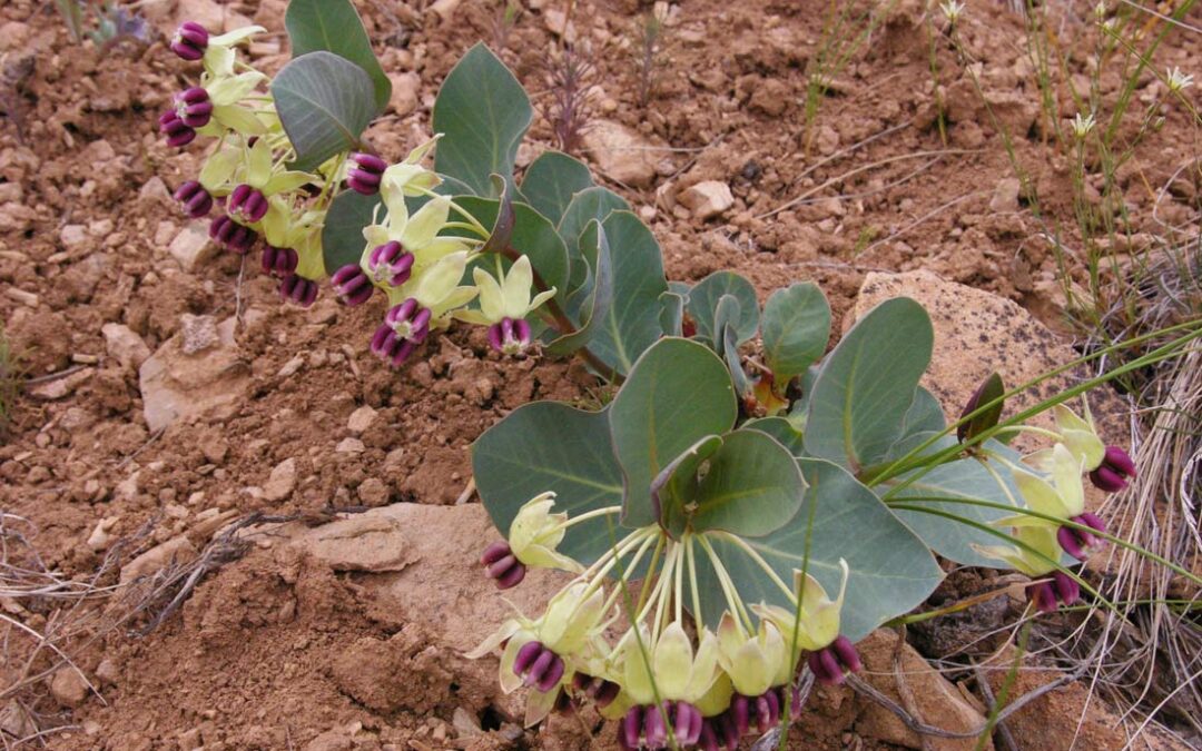 Pallid Milkweed (Asclepias cryptoceras)