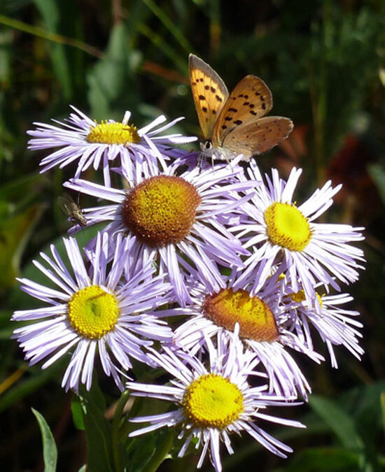 2014 photo contest, 3rd place, plants & wildlife category, “Asters”.  Photo by Linda Smith