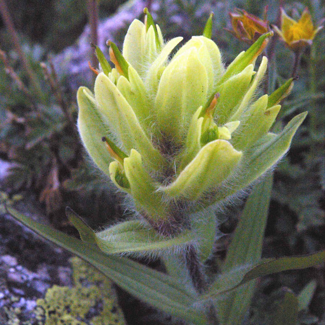 Western Indian Paintbrush (Castilleja occidentalis)