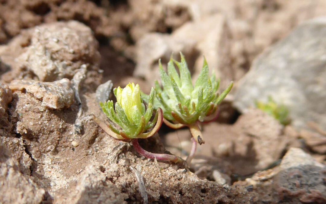 Burr Buttercup (Ranunculus testiculatus)