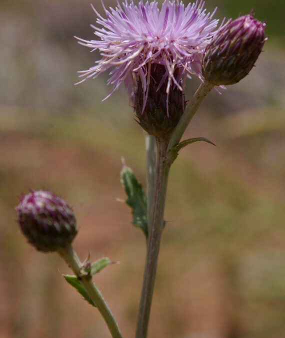 Fish Lake Thistle (Cirsium clavatum) photo by Mo Ewing