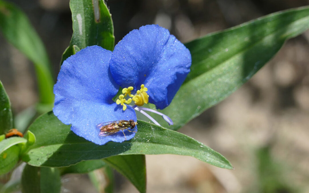 Daisyflower (Commelina erecta)