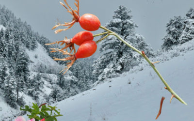 Colors of Winter: Colorado Native Plants