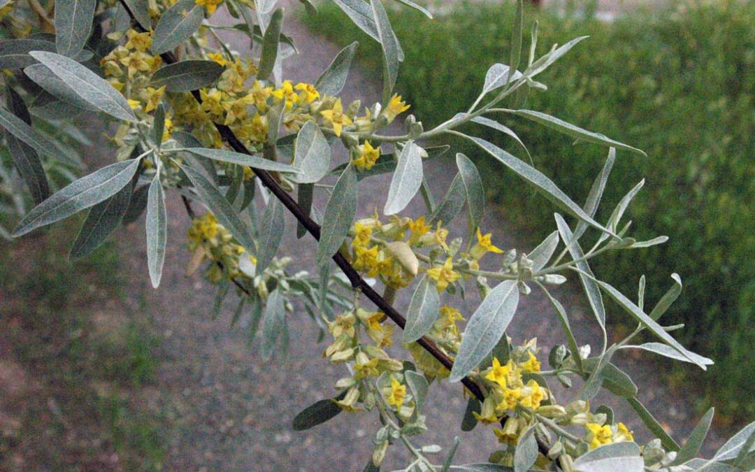 Russian Olive (Elaeagnus angustifolia)