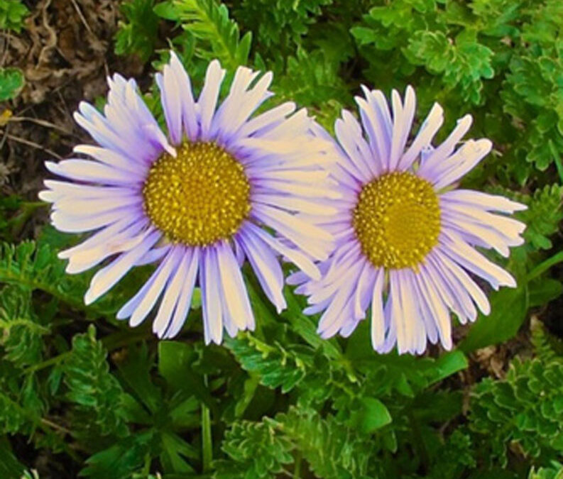 Featherleaf Daisy (Erigeron pinnatisectus)