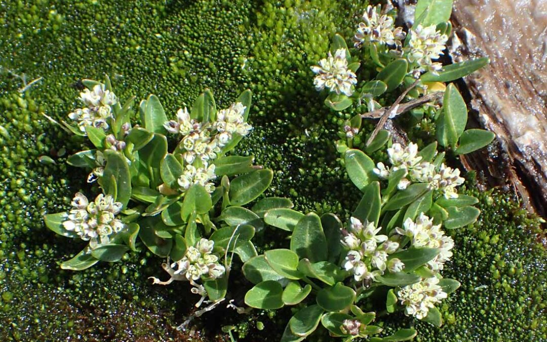 Penland’s Eutremia (Eutremia penlandii) in flower