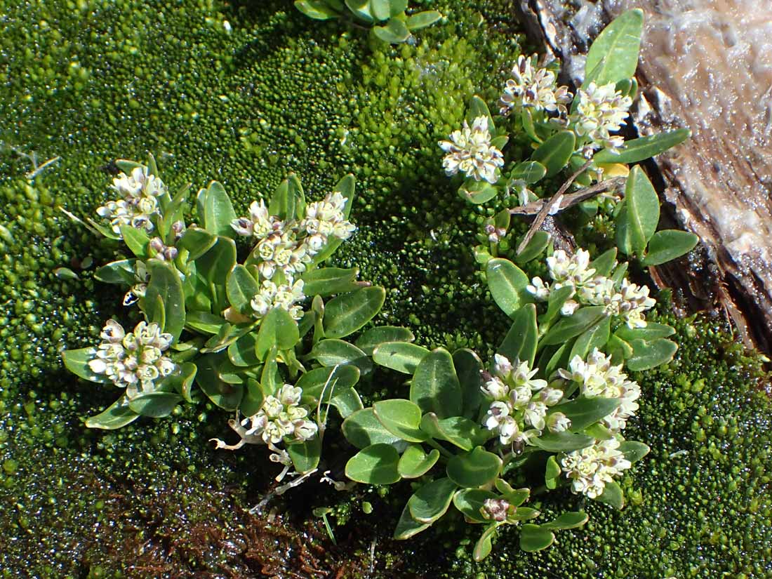 a photo of a white-flowered Penland's eutremia plant