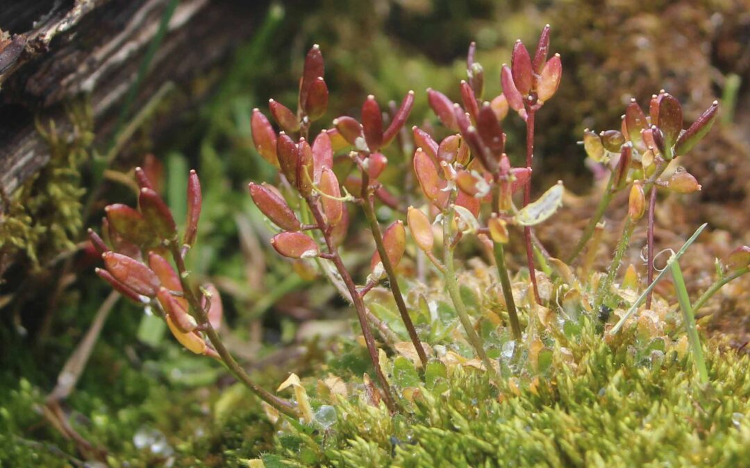 Penland’s Eutremia (Eutremia penlandii) in fruit