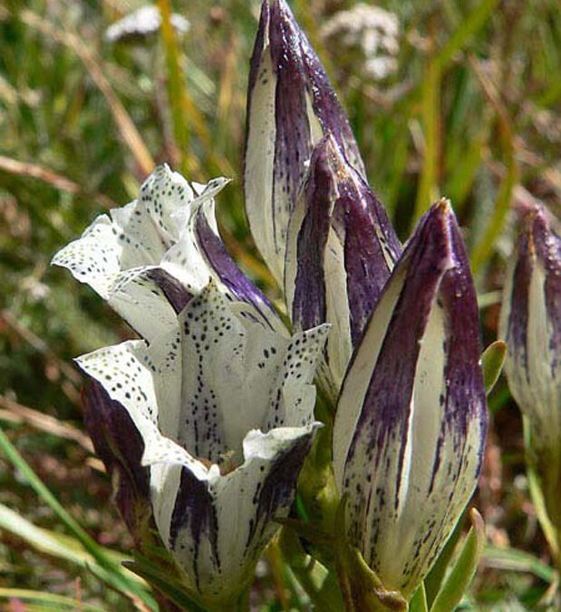 Arctic Gentian (Gentiana algida)