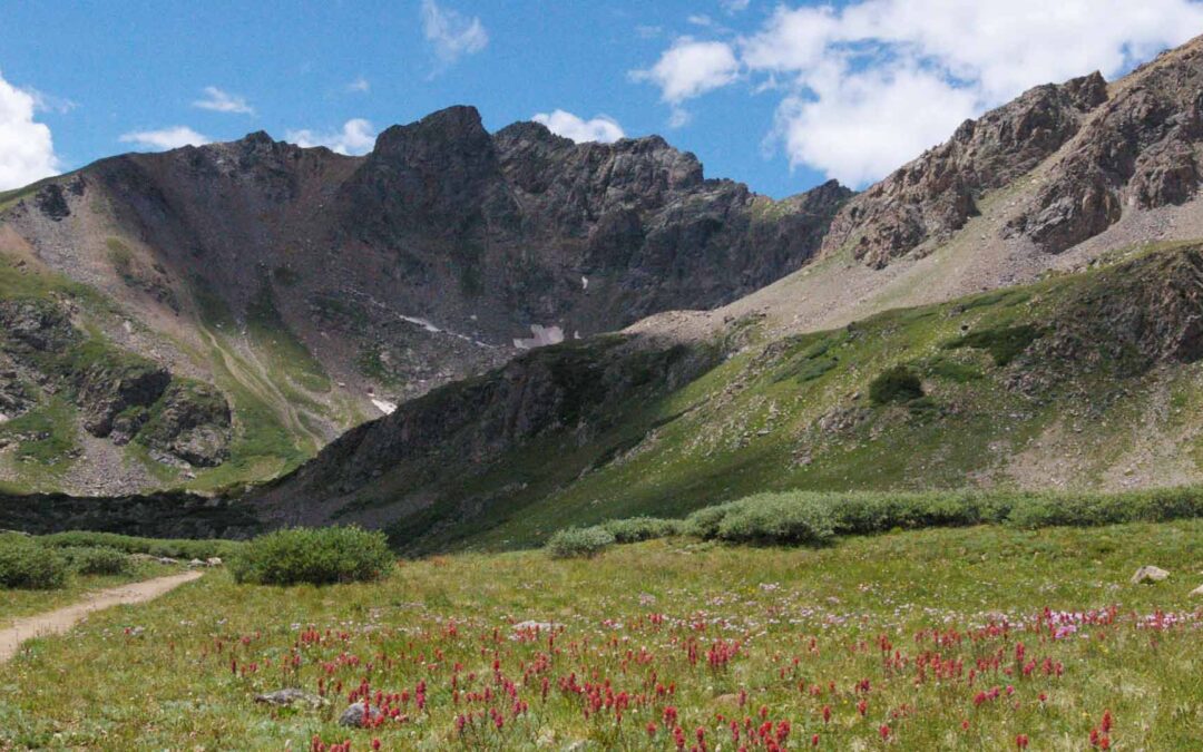 Alpiine Mesic Meadow, Herman Gulch, Summit County, Colorado