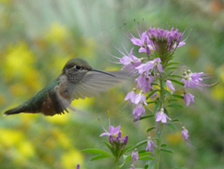 Hummingbird_Jan_Turner