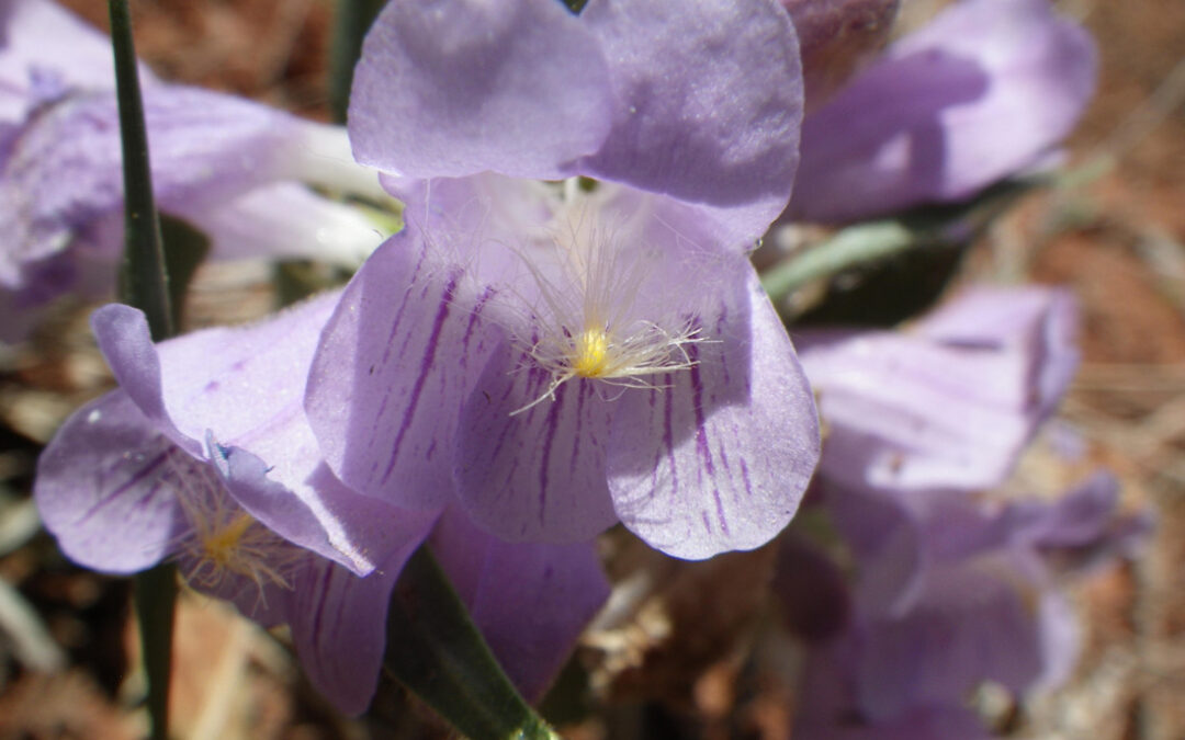 Fuzzytongue Penstemon (Penstemon eriantherus)