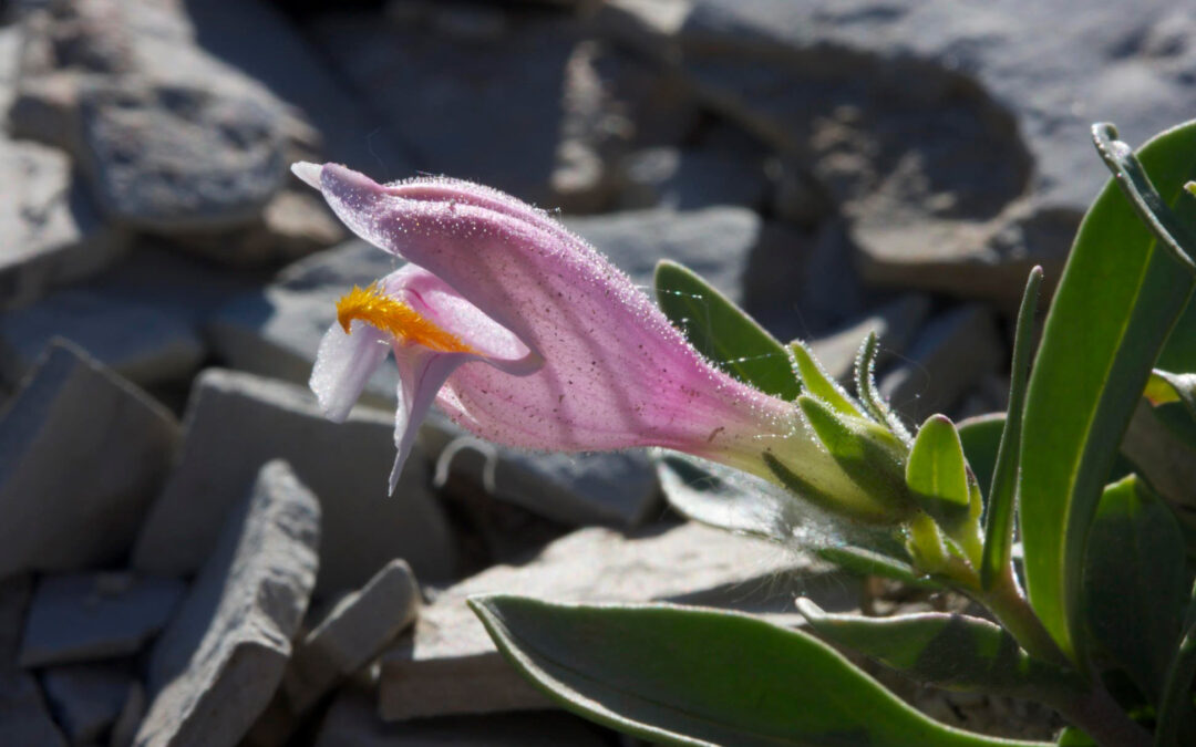 2015 Photo Contest, 1st Place, Native Plant Category