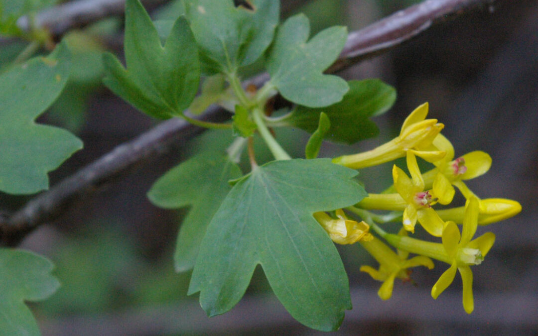 Golden Currant (Ribes aureum)