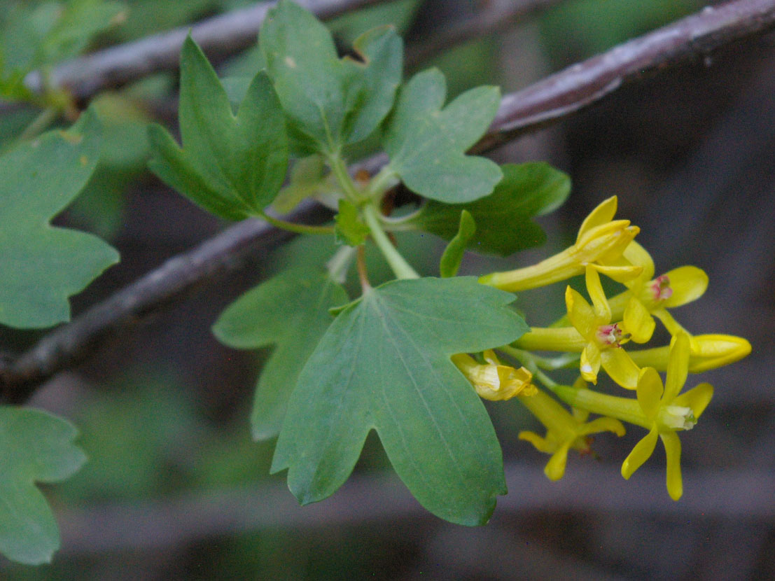 a photo of a golden current branch with a cluster of yellow flowers