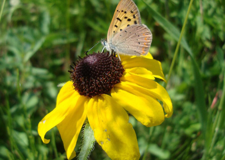 Black-eyed Susan (Rudbeckia hirta var. pulcherrima)