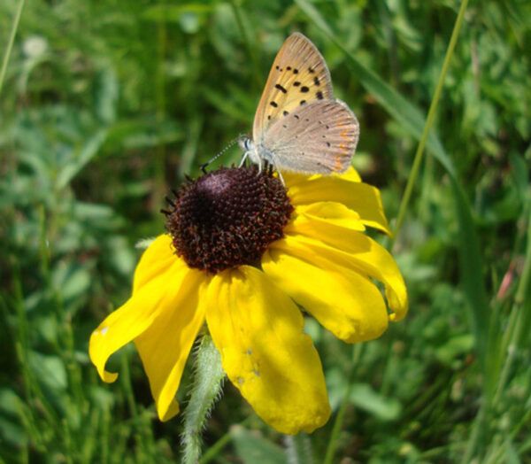 a close-up phtot of a Black-eyed susan flower with a yellow, spotted butterfly on top.