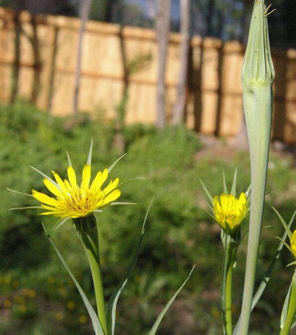 Western Salsify (Tragopogon dubius)