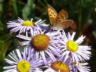 asters and butterfly