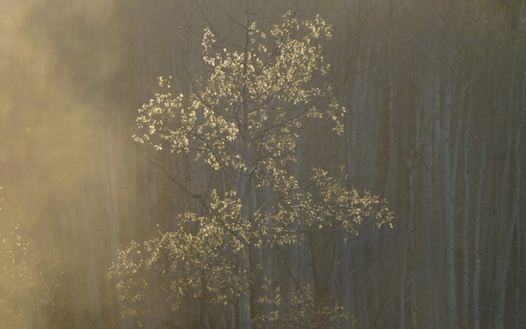 2014 Photo Contest, 2nd place winner Landscape “Cottonwoods on the S. Platte River”, photo by Skot Laytona