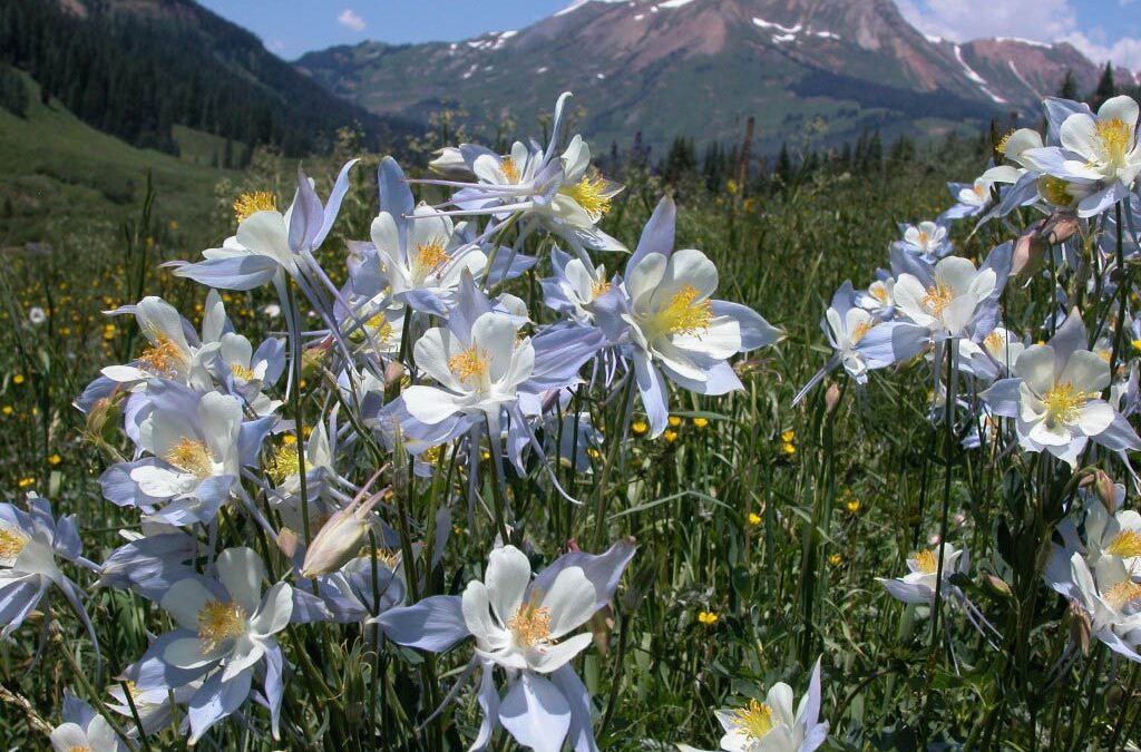 Judd Falls Crested Butte