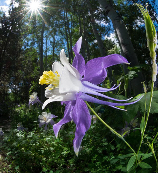 2019 Photo Contest, 1st place, garden category, “Aquilegia caerulea (W-Sun)”, Photo by Stephen Slocomb