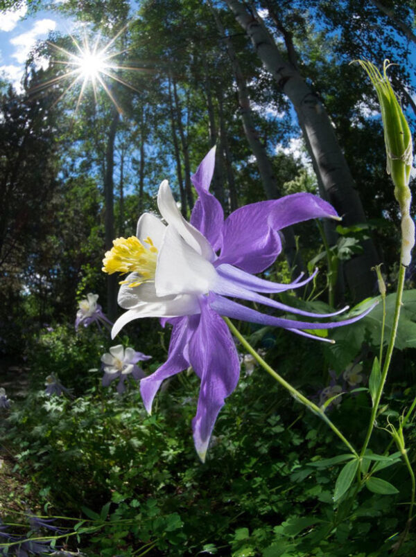 a close-up photo of a blue and white aquilegia flower with a sunbeam above