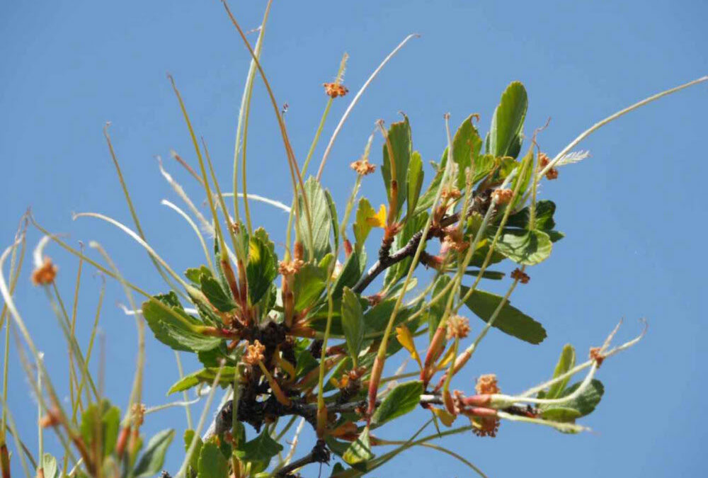 Mountain mahogany