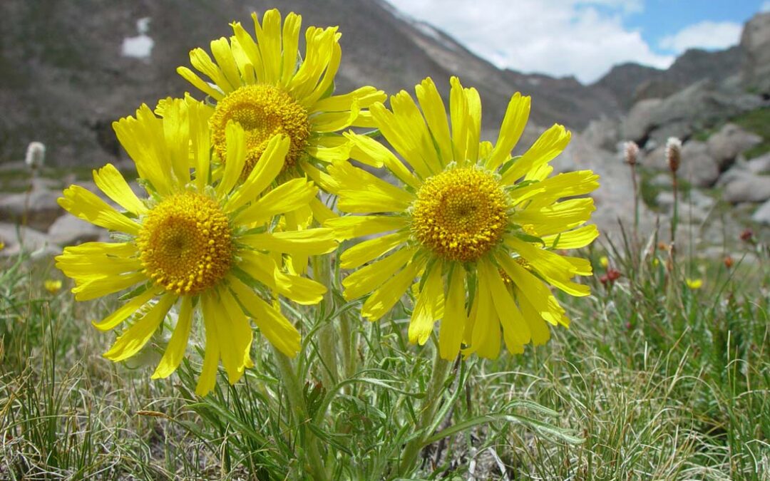 2014 CoNPS Photo Contest, 3rd place, Native Plant Category