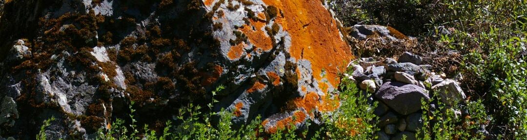 Lichen Rock