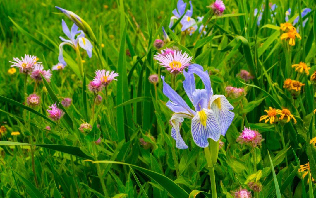 2017 Photo Contest 1st Place Native Plant Category