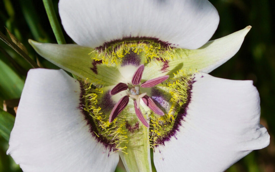 2017 Photo Contest 3rd Place Tie Native Plant Category