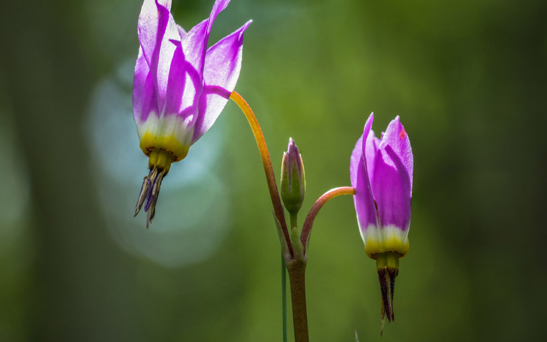 2017 Photo Contest 3rd Place Tie Native Plant Category