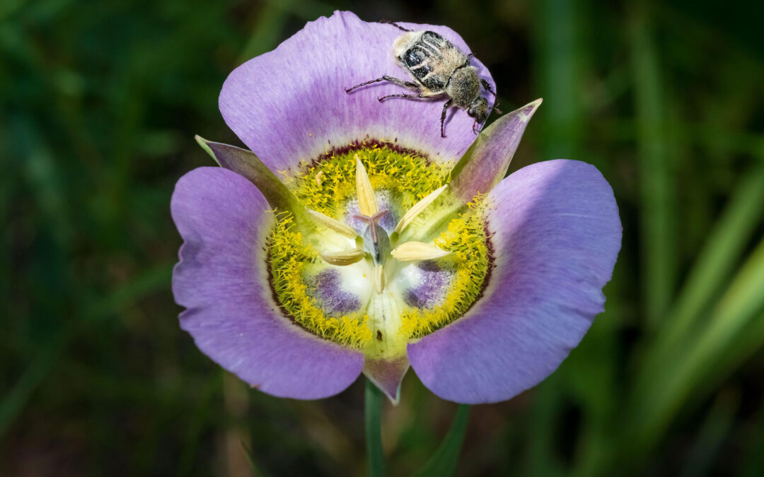 2018 Photo Contest 2nd Place Wildlife Category