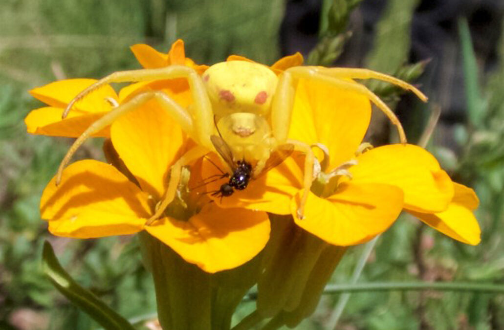 2016 Photo Contest 2nd Place Plants & Wildlife Category