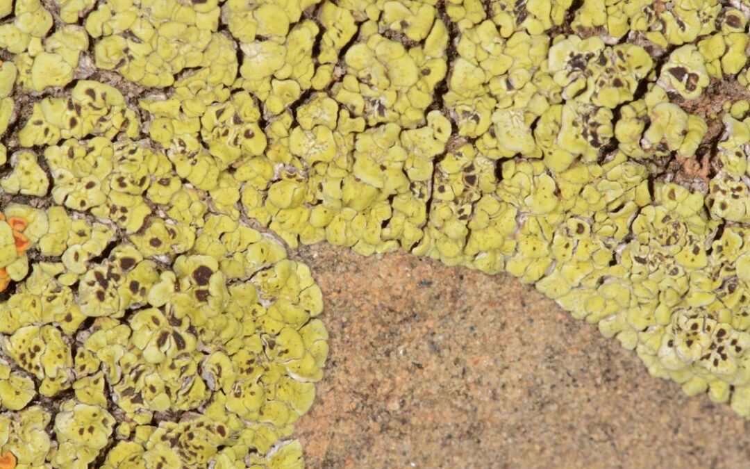 Acarospora stapfiana “Cracked Lichen”