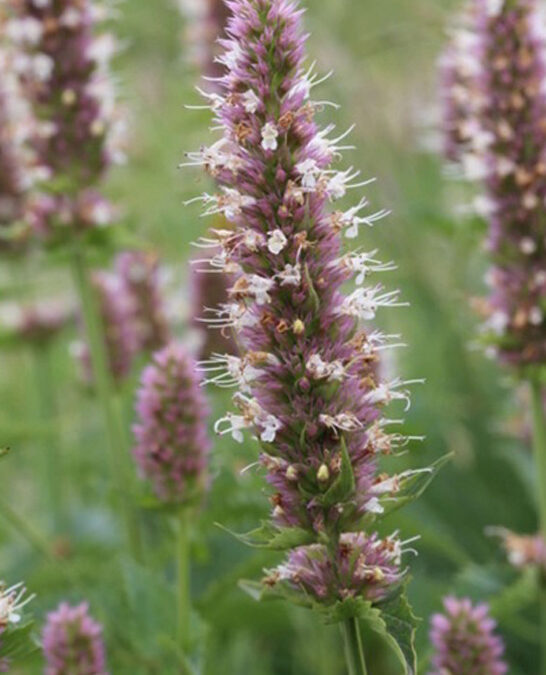 (Nettleleaf Giant Hyssop (Agistache urticifolia)