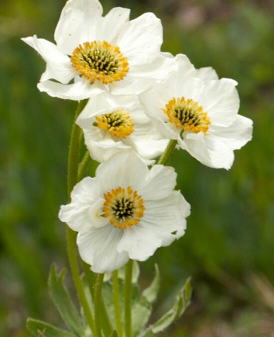 Narcissus Anemone (Anemone narcissiflora)