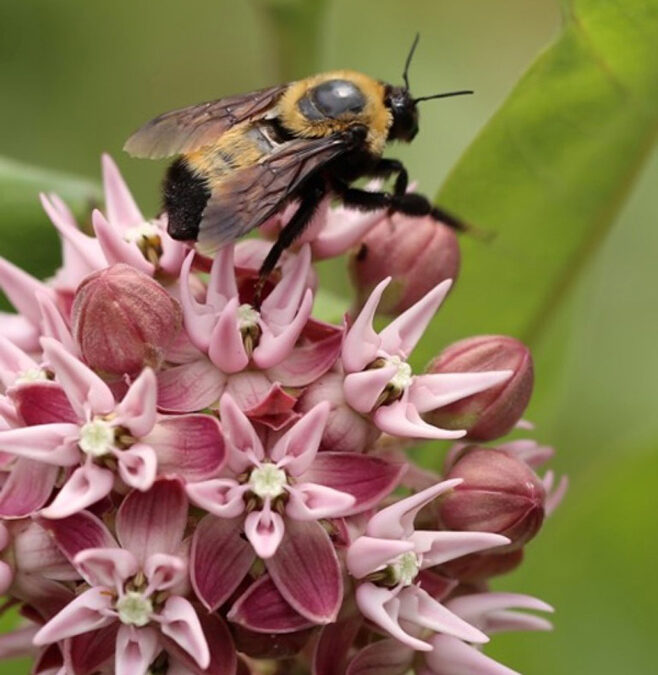 2015 Photo Contest 1st Place Plants & Wildlife Category