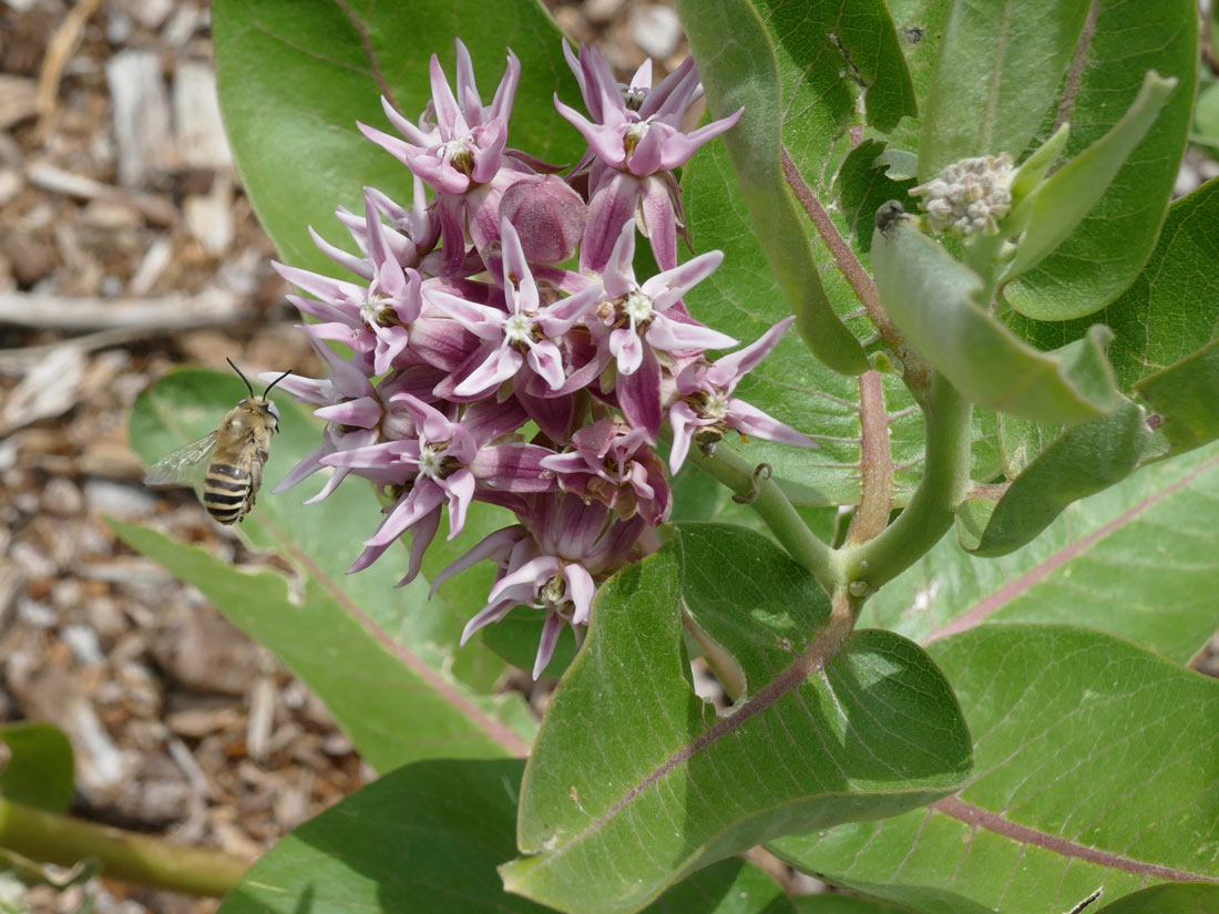 a photo of a cluster of showy milkweed flowers
