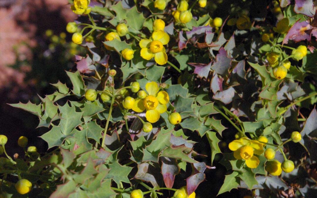 Fremont’s Barberry (Berberis fremontii)