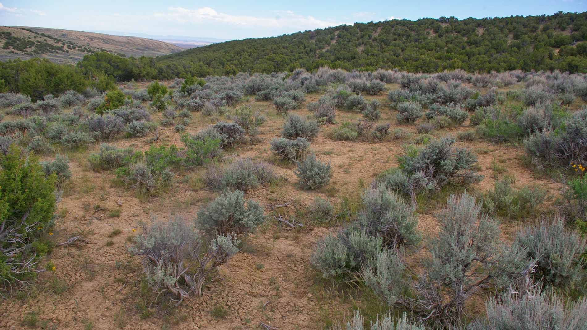 Semidesert Shrublands Big Sagebrush Shrubland Colorado Native Plant