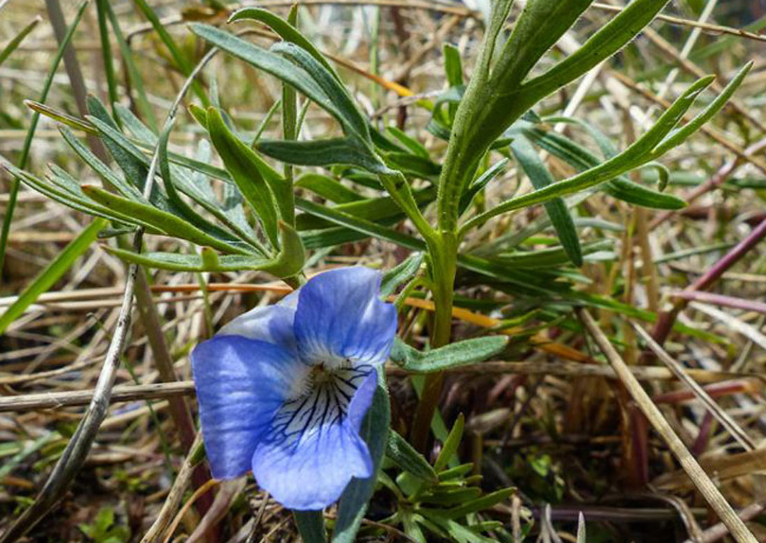 a photo of one blue blue-tooth violet flower