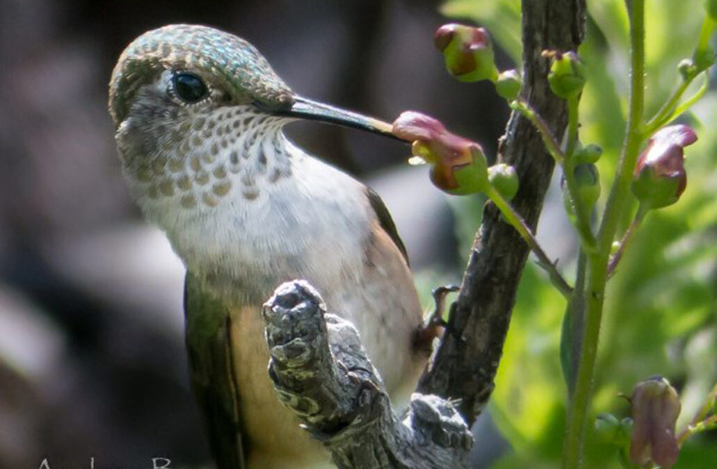 2016 Photo Contest, 1st Place Plants & Wildlife